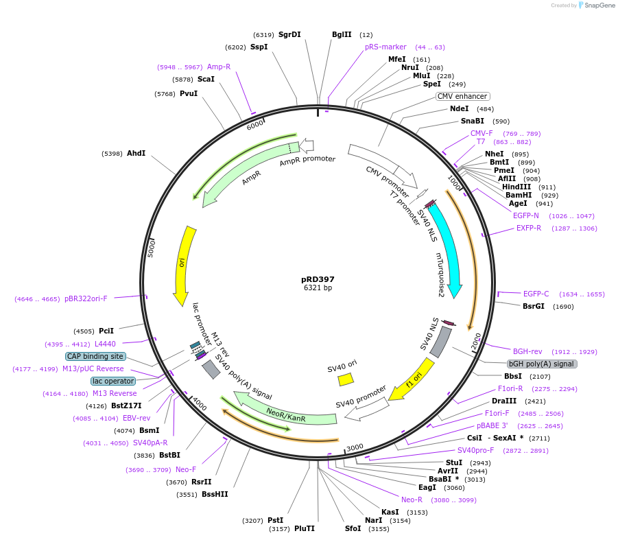 163104-plasmid-map-sequence-id-321845