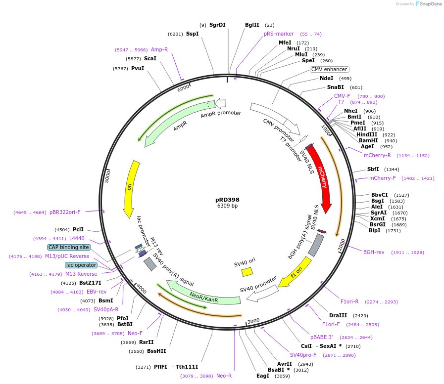 163105-plasmid-map-sequence-id-321846