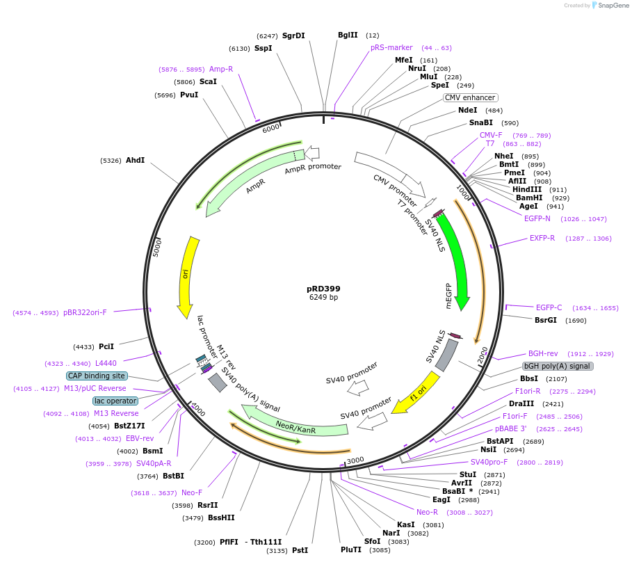 163106-plasmid-map-sequence-id-321847
