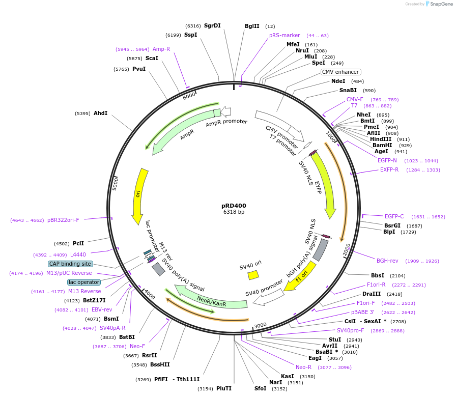 163107-plasmid-map-sequence-id-321848