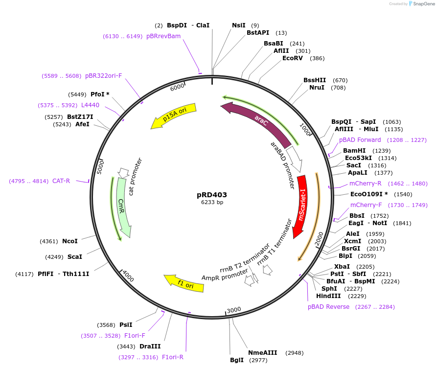 163108-plasmid-map-sequence-id-321849