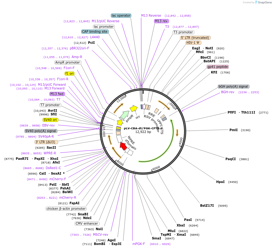 163923-plasmid-map-sequence-id-321899