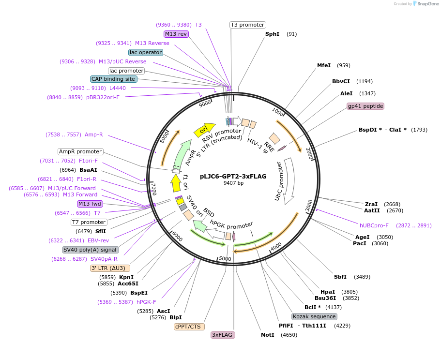 163449-plasmid-map-sequence-id-321905