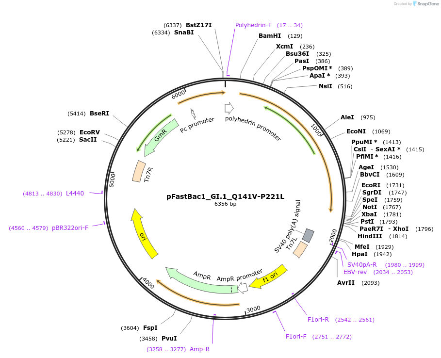 162584-plasmid-map-sequence-id-321914