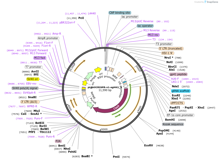 163461-plasmid-map-sequence-id-321916