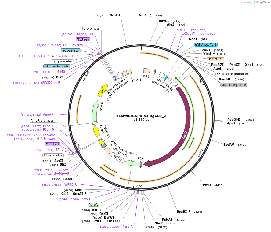 163459-plasmid-map-sequence-id-321918