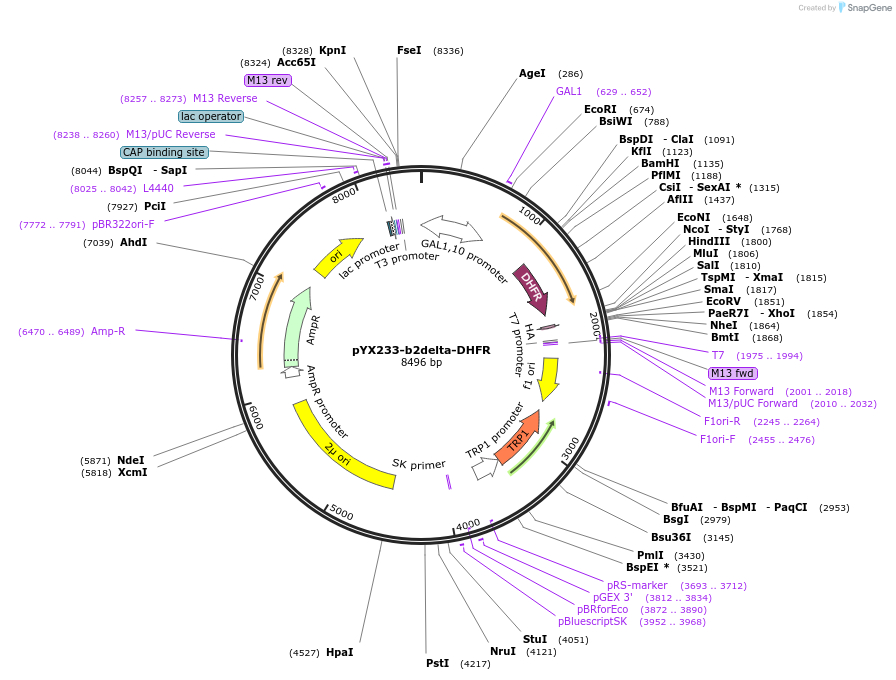 163760-plasmid-map-sequence-id-321922