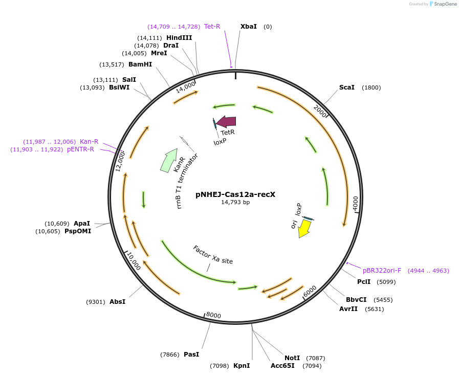 158714-plasmid-map-sequence-id-321929