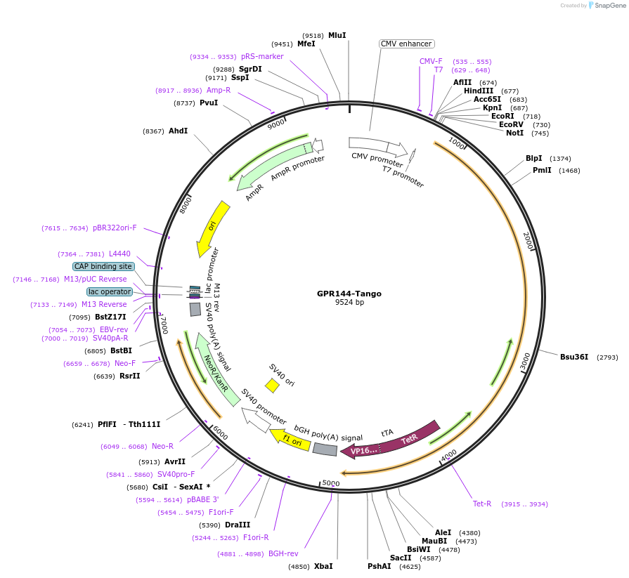 66321-plasmid-map-sequence-id-321938