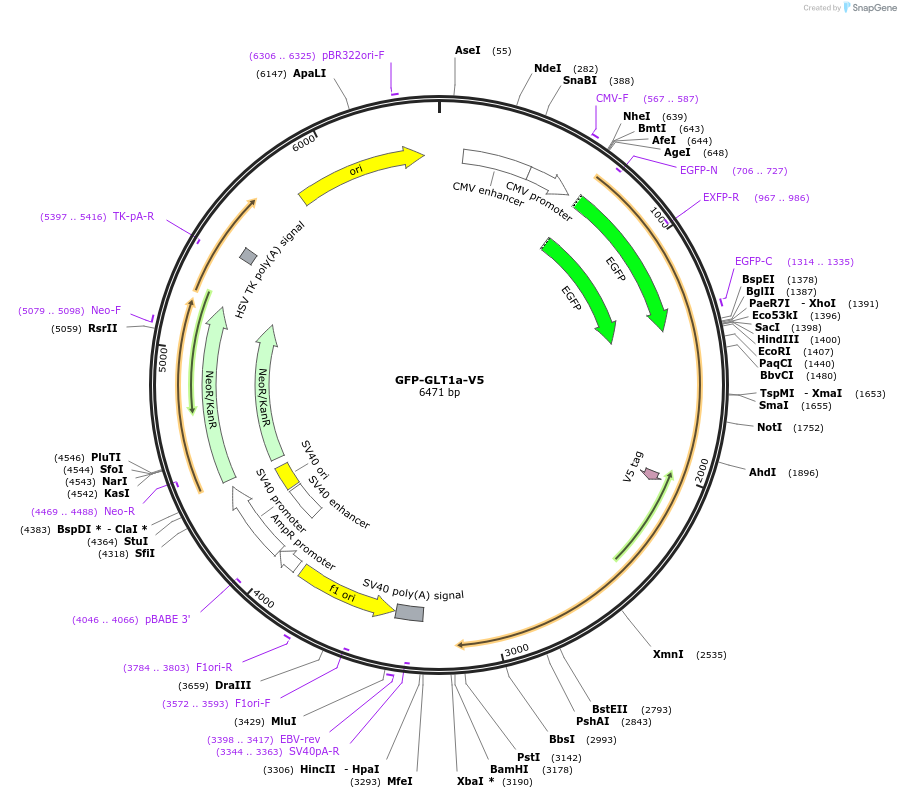 162517-plasmid-map-sequence-id-321944