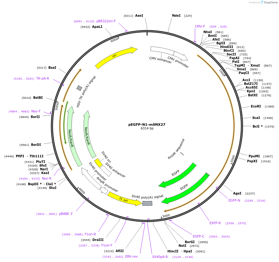 163617-plasmid-map-sequence-id-321946