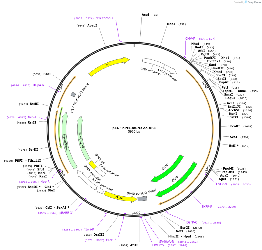 163618-plasmid-map-sequence-id-321947