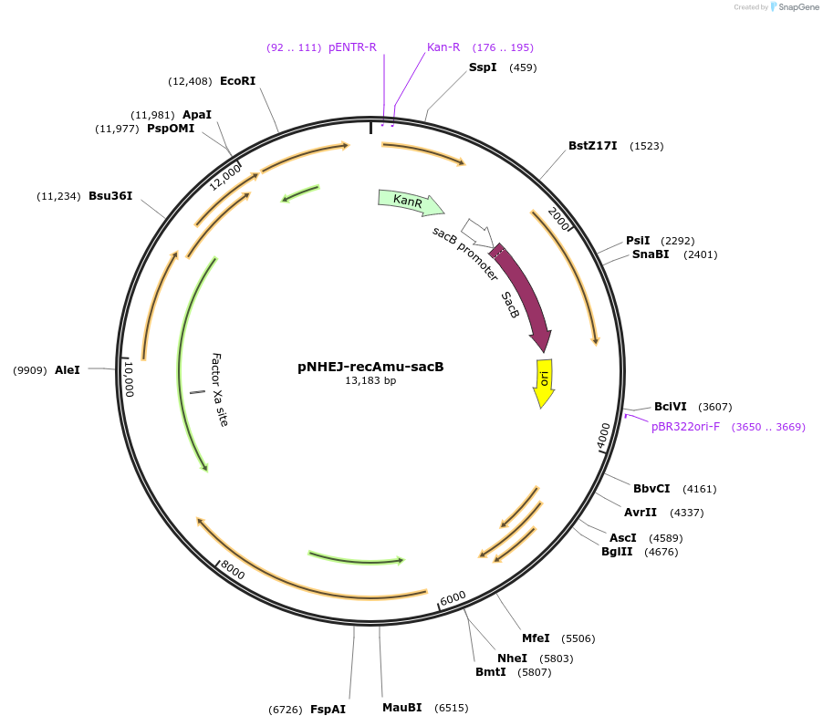 158717-plasmid-map-sequence-id-321948