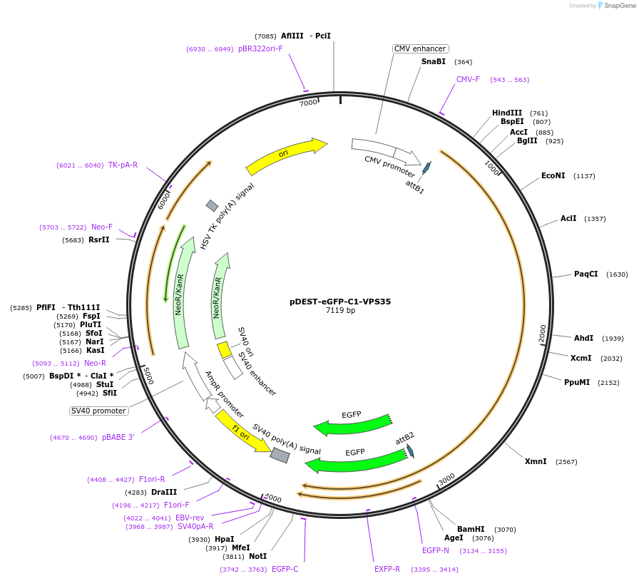 163622-plasmid-map-sequence-id-321952