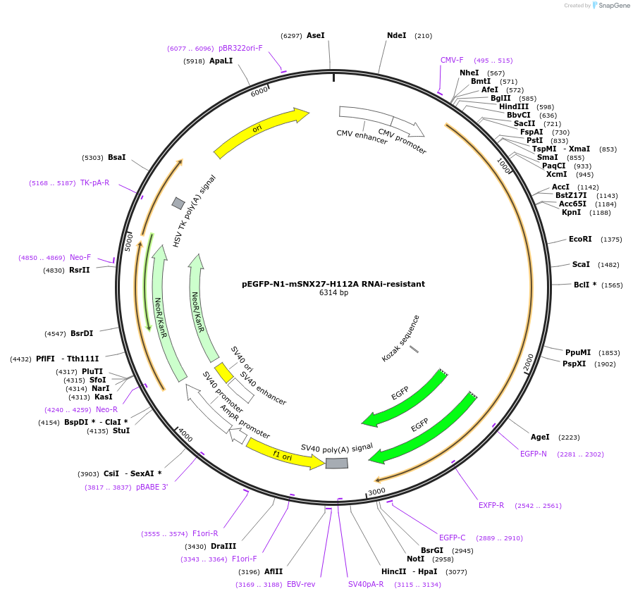 163621-plasmid-map-sequence-id-321957