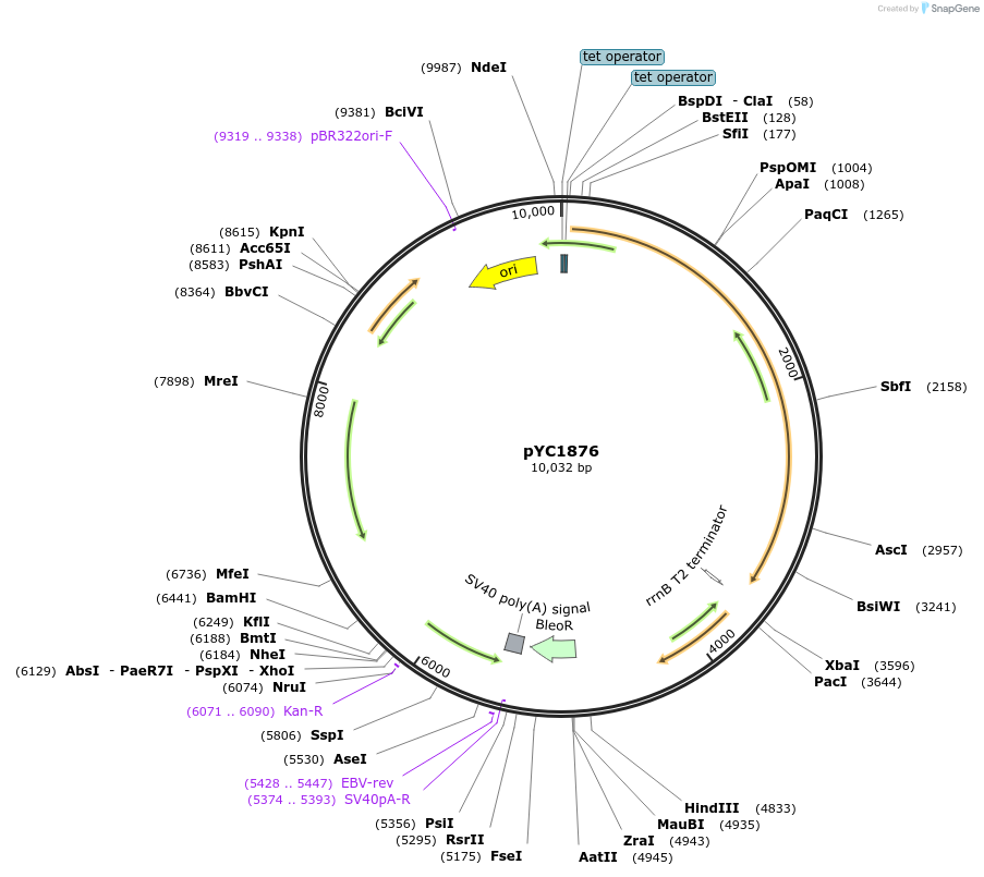 158722-plasmid-map-sequence-id-321958