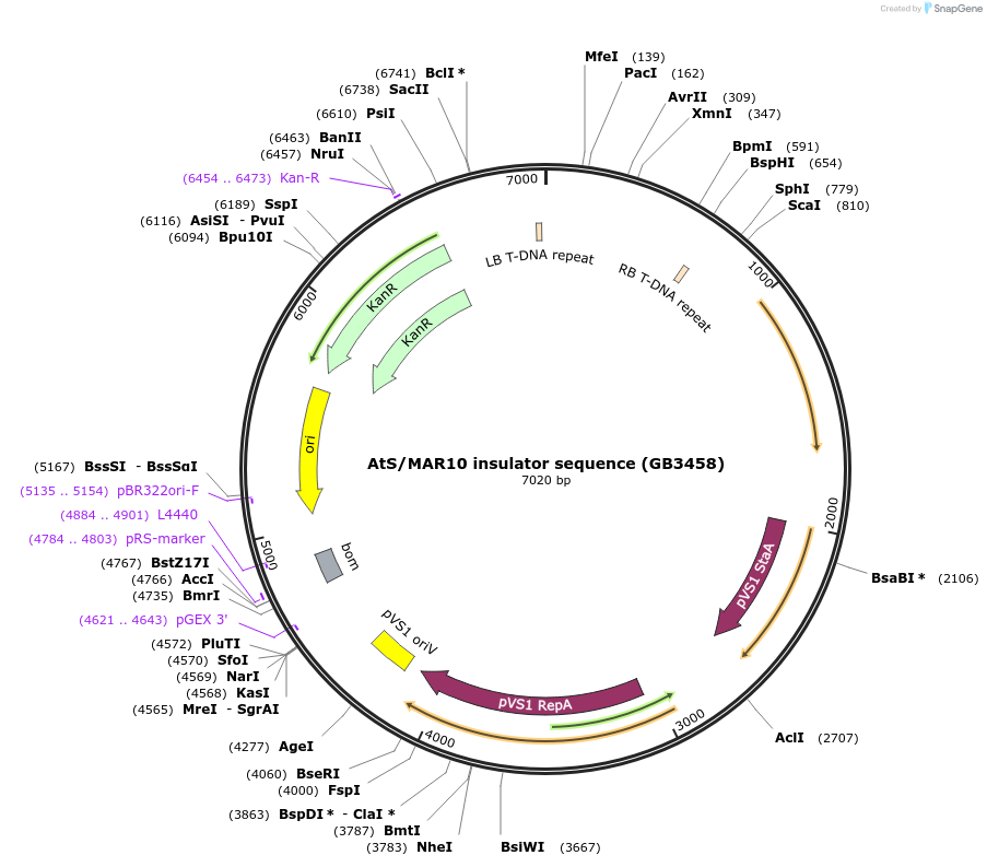 160638-plasmid-map-sequence-id-321959