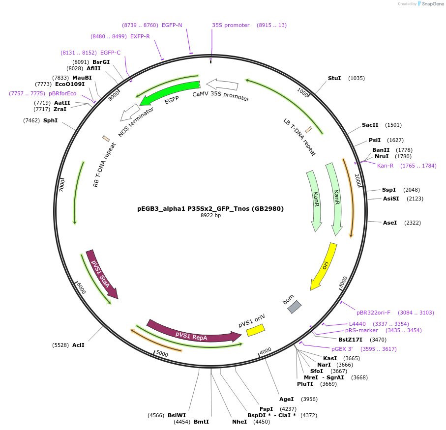160634-plasmid-map-sequence-id-321964