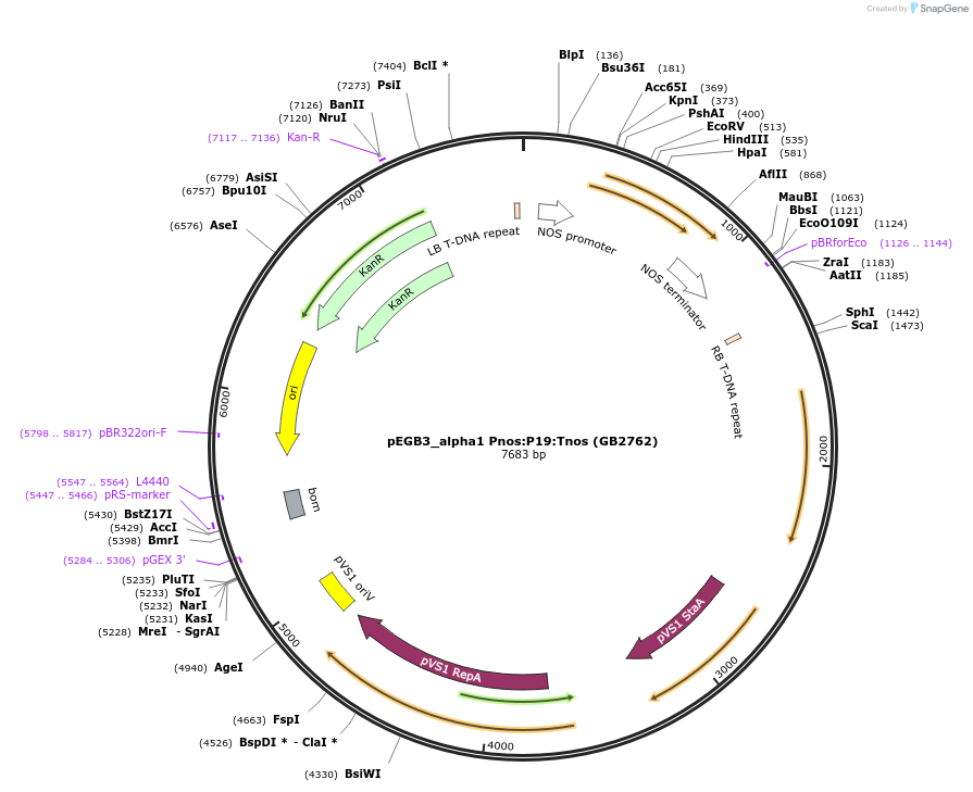 160632-plasmid-map-sequence-id-321966