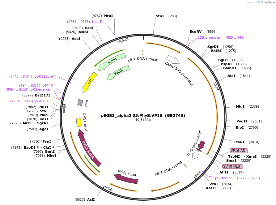 160630-plasmid-map-sequence-id-321969
