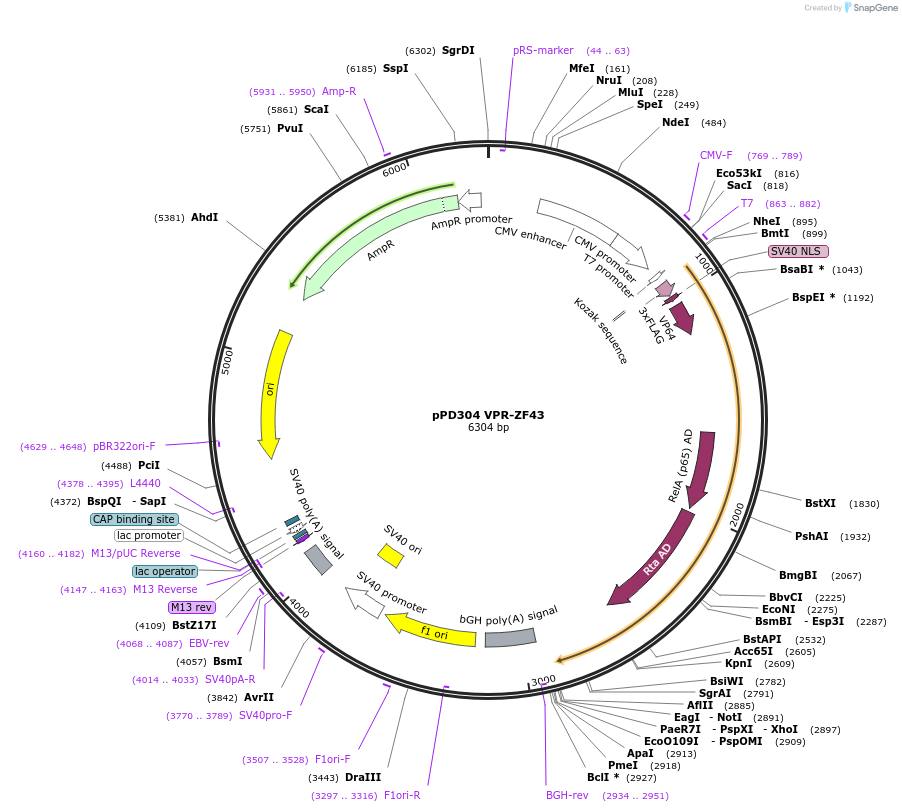138840-plasmid-map-sequence-id-321970