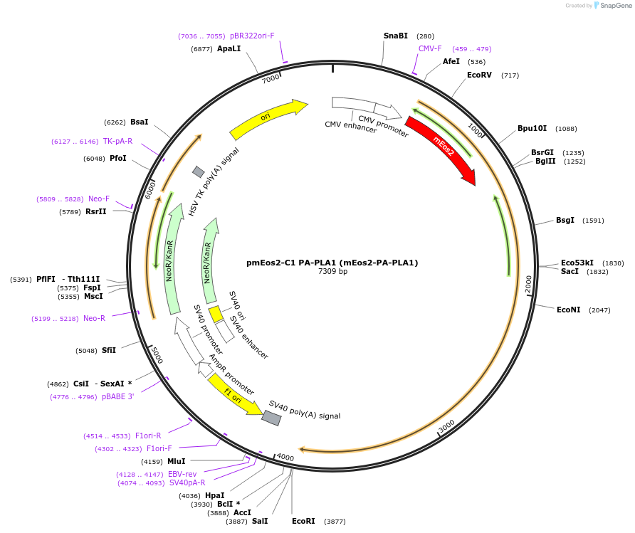 162878-plasmid-map-sequence-id-321987