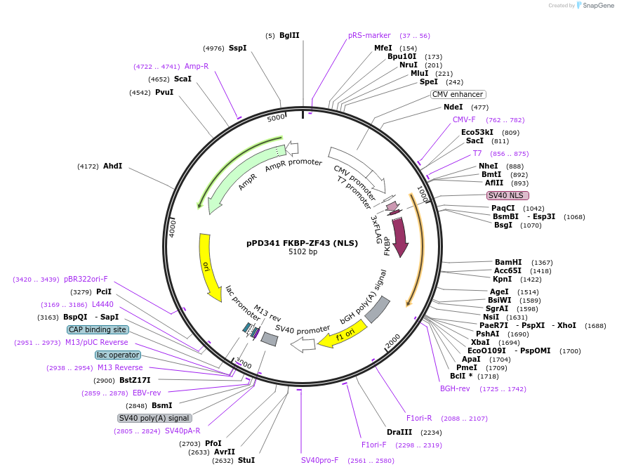 138844-plasmid-map-sequence-id-321992