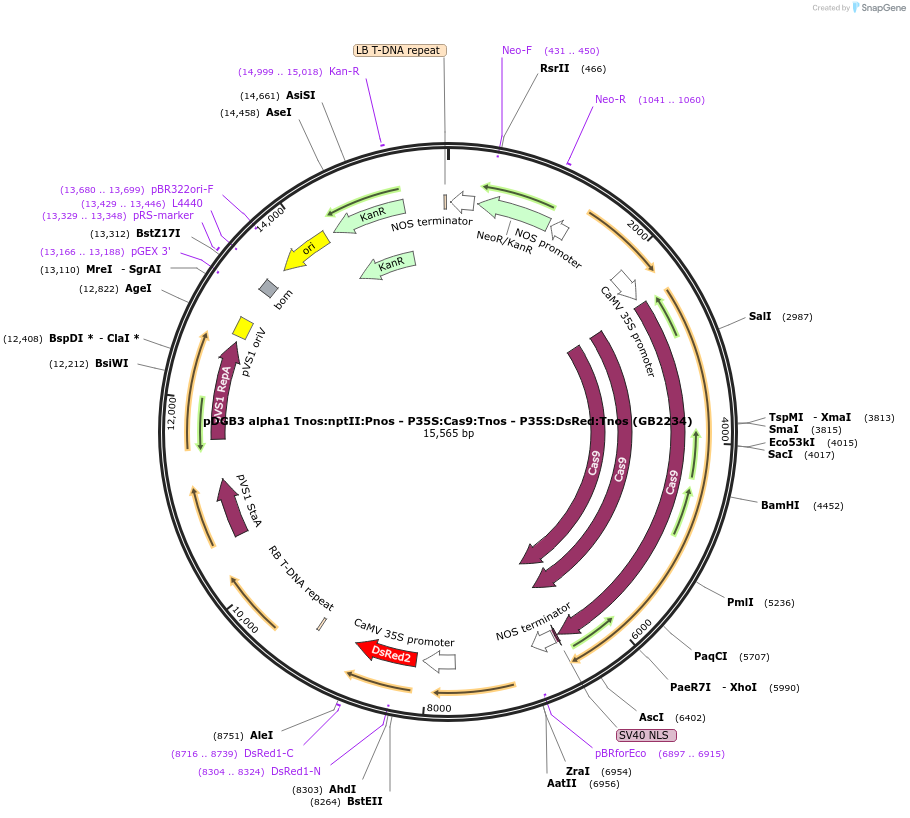 160628-plasmid-map-sequence-id-321993