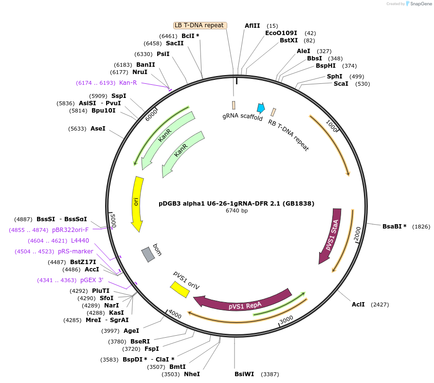 160625-plasmid-map-sequence-id-321995