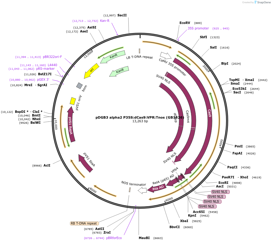 160623-plasmid-map-sequence-id-321998