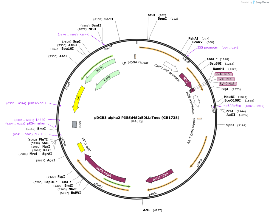 160622-plasmid-map-sequence-id-321999