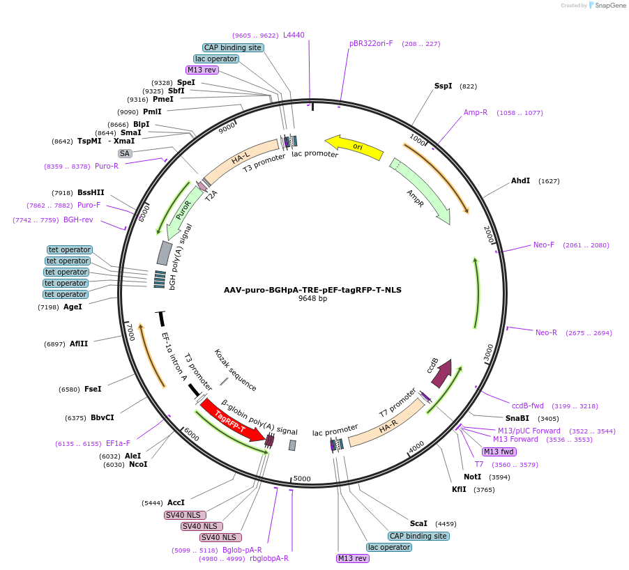 163083-plasmid-map-sequence-id-322007