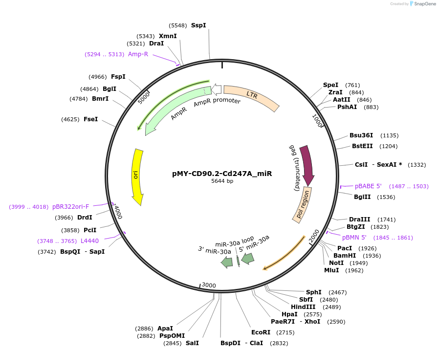 163328-plasmid-map-sequence-id-322011