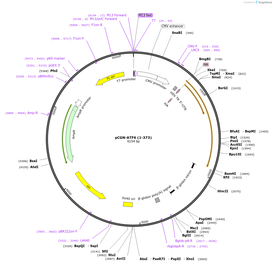 27173-plasmid-map-sequence-id-322012