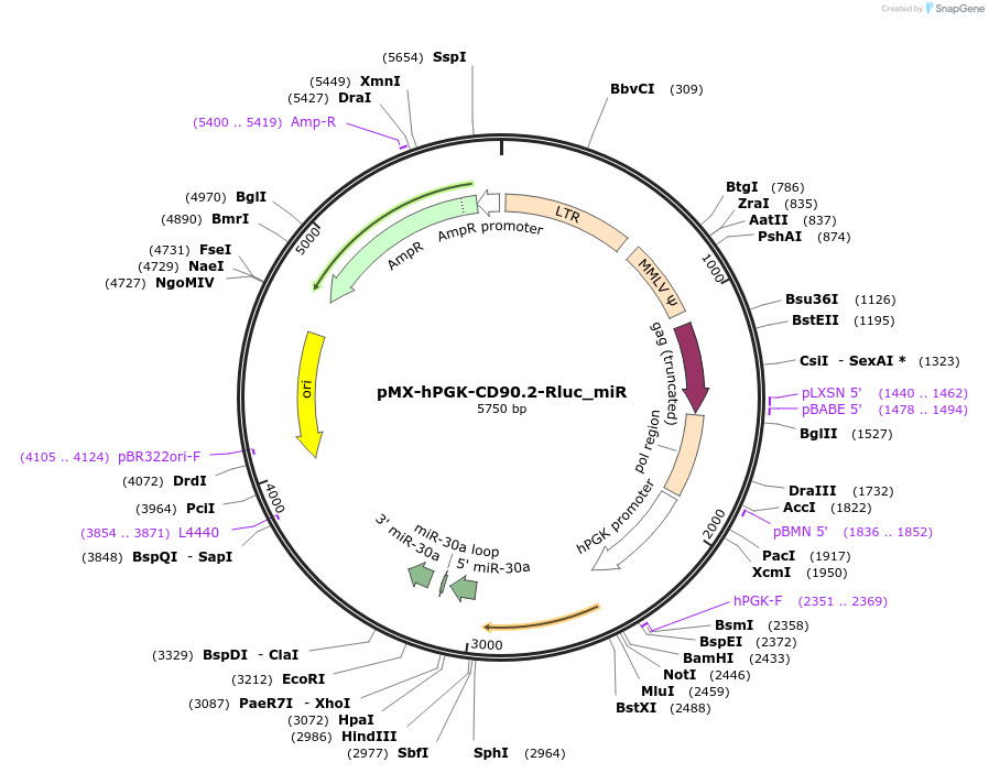 163329-plasmid-map-sequence-id-322013