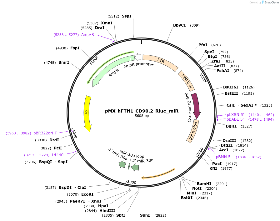 163330-plasmid-map-sequence-id-322015