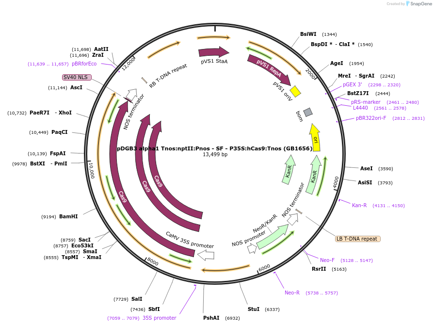 160618-plasmid-map-sequence-id-322016