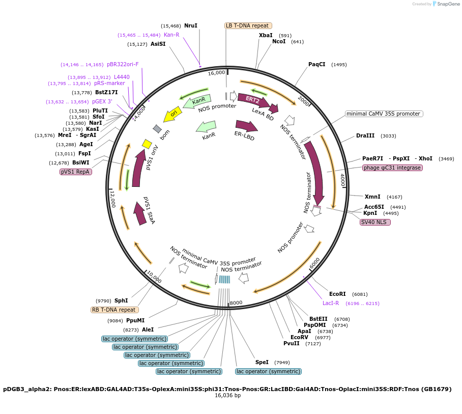 160619-plasmid-map-sequence-id-322017