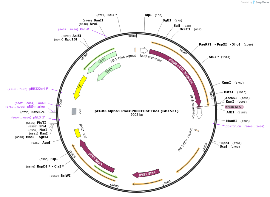 160616-plasmid-map-sequence-id-322020