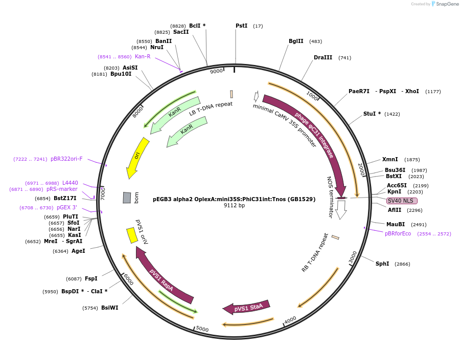 160614-plasmid-map-sequence-id-322024