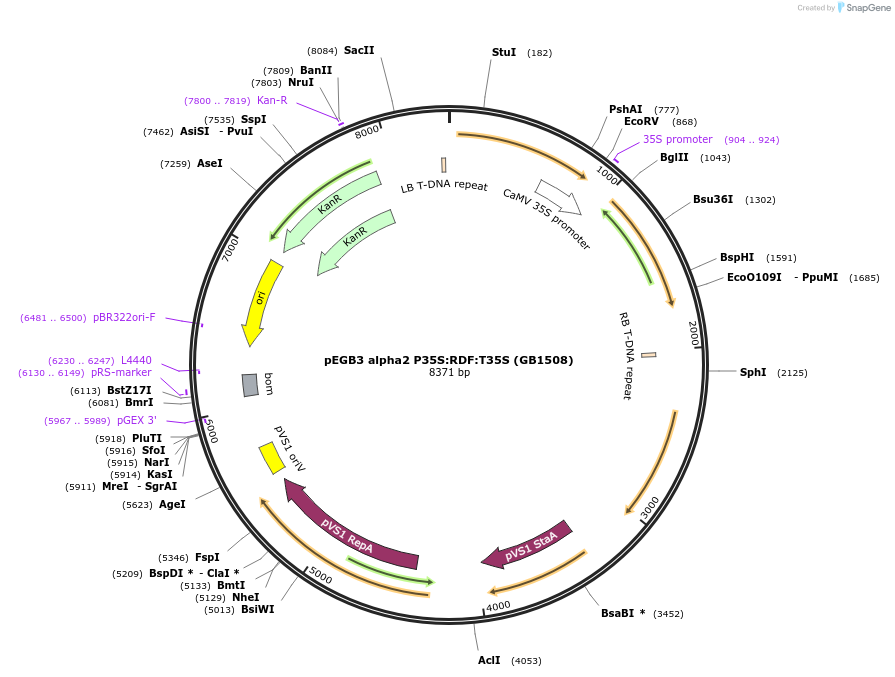 160613-plasmid-map-sequence-id-322025