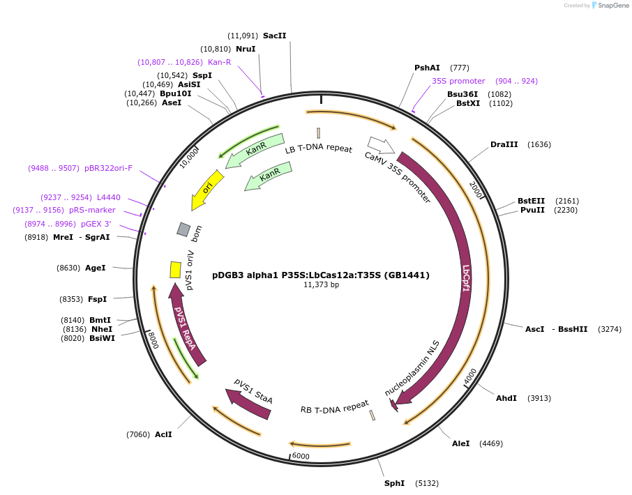 160611-plasmid-map-sequence-id-322029