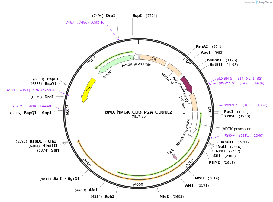 163334-plasmid-map-sequence-id-322030