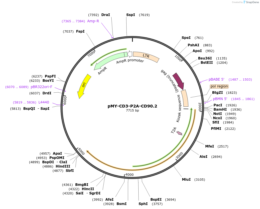 163338-plasmid-map-sequence-id-322035