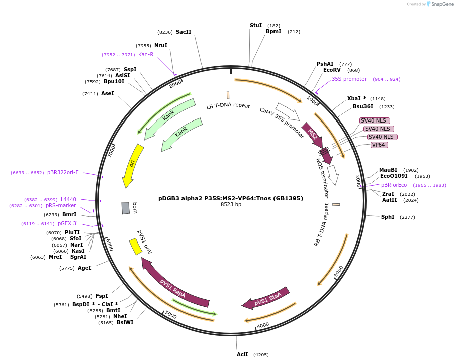 160609-plasmid-map-sequence-id-322041