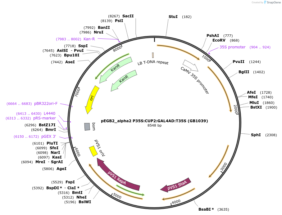 160607-plasmid-map-sequence-id-322043