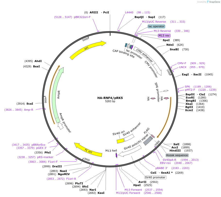 59743-plasmid-map-sequence-id-322044