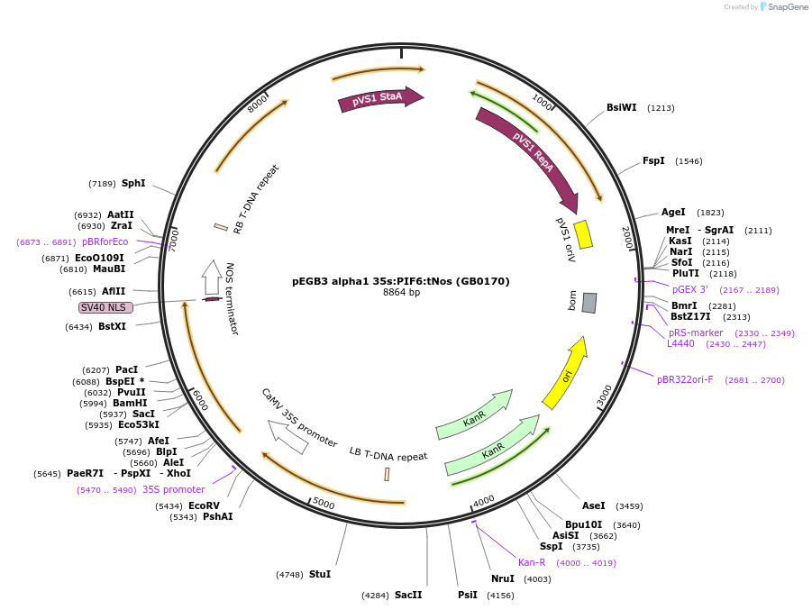 160606-plasmid-map-sequence-id-322045