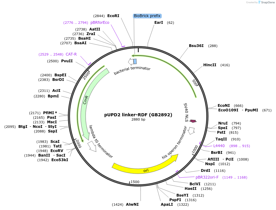 160604-plasmid-map-sequence-id-322051