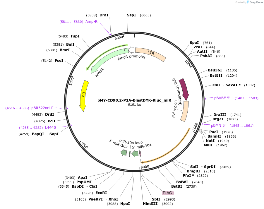 163341-plasmid-map-sequence-id-322055